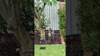 Bush stone curlew A family of 3 visited our front yard wildlife curlew australiananimals [upl. by Eidnas590]