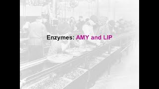 Enzymes Amylase and Lipase  clinical chem lab tests review [upl. by Ruzich]