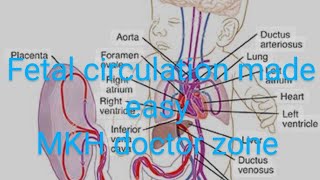 CV A 009 Fetal circulation and derivatives of umbilical veinartery foramen ovale ductus venosus [upl. by Novehs947]