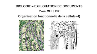 4 Le système endomembranaire  Thème  Organisation fonctionnelle de la cellule [upl. by Ankney163]