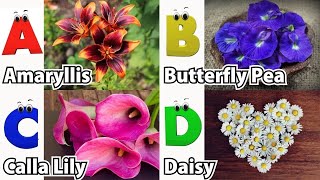 Flowers ABC Song for Kids  Phonics for Kids  Alphabet Letters  Nursery Rhymes [upl. by Scherle]