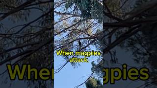 Magpie attacks australianature nature shortsfeed birds [upl. by Lipp]