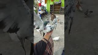 Hand Feeding Pigeons Expert Shares Top Bonding Tips [upl. by Eiramlehcar21]