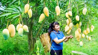 How to Harvest Mango goes To Market Sell  Harvesting and Cooking Tieu Vy Daily Life [upl. by Rothstein]