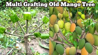 multi grafting old mango tree gardening farming [upl. by Samanthia]