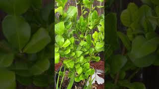 Growing kaffir lime tree in zone 5 [upl. by Buford442]