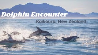 Dolphin Encounter  Kaikoura NZ [upl. by Ecital]