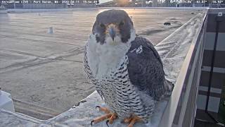 Peregrine Falcon Caught on Port Huron Ship Cam [upl. by Vaughn]