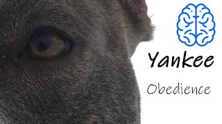 Super American Staffordshire Terrier  Obedience training  amstaffyankee [upl. by Maura]