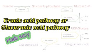 Uronic acid pathway made easy How to remember Glucuronic acid pathway easily biochemistry [upl. by Perot]