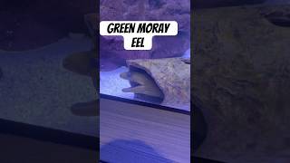 Green Moray Eel greenmoray eel aquarium [upl. by Zetrok464]