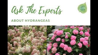 Ask the Experts about new Hydrangea varieties [upl. by Iron473]