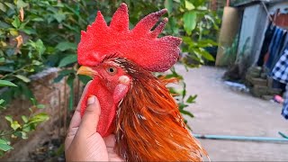 Beautiful rooster breeds [upl. by Gallard]