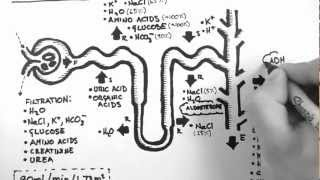 Nephron Function [upl. by Gottlieb398]