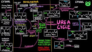 Urea Cycle  Nitrogen Metabolism 01  Biochemistry  PP Notes  Lehninger 6E Ch 181 182 [upl. by Venice494]