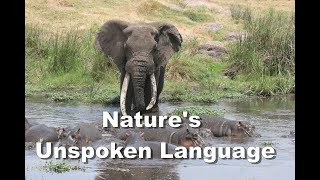 Amazing Elephant Encounter Navigating a Hippo Pool in Tanzanias Ngorongoro Crater [upl. by Anihpesoj]