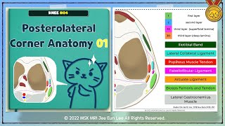 한글 Knee04 Anatomy of layers and components Posterolateral corner 01 [upl. by Enenaj873]