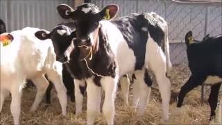 dehorning calves without pain killers [upl. by Anyrb]