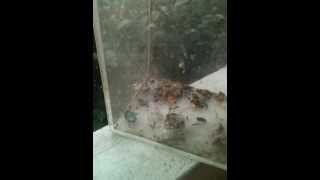 most viewed best Wasp vs Beetle [upl. by Eelyac]