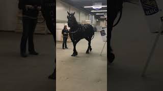 Manitoba Winter festival  King of the Show 2019 [upl. by Hsur]