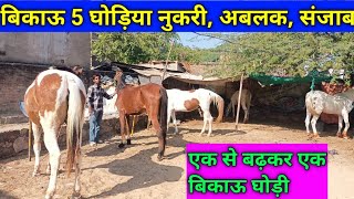 बिकाऊ घोड़िया निवाई में बिकाऊ घोड़िया horse for Sell Bikau ghodi horseforsale [upl. by Notneb]