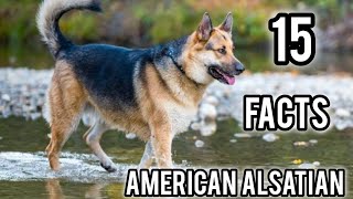 American Alsatian Interesting And Amazing Facts  Dire Wolf 15 Facts [upl. by Akerue105]