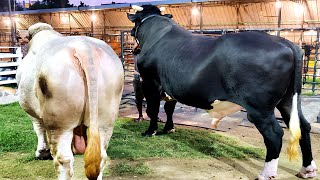 Giant Holstein Friesian bull dwarfing 1300 kg Charbray bull  Brownies Ranch [upl. by Stefano]