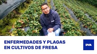 ¿Cómo Identificar TRIPS BOTRYTIS y ANTRACNOSIS en Cultivos de FRESA 🍓 [upl. by Coffin]