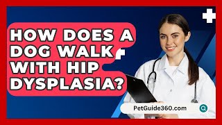 How Does A Dog Walk With Hip Dysplasia  PetGuide360com [upl. by Aicylla]