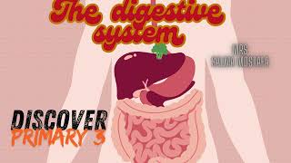 Discover the SHOCKING Truth About Your Digestive System [upl. by Kcirreg440]