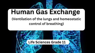 Human Gas Exchange Ventilation of the lungs and homeostatic control of breathing [upl. by Cilegna]