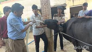 Impaction of rumen in cow l गोबर के बन्द का इलाज। gobar ke band ka ilaj gay bhais me l Dr Umar khan [upl. by Hnahym]