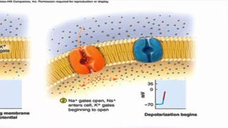 The Nerve Impulse successive action potentials traveling down an axon [upl. by Gula]