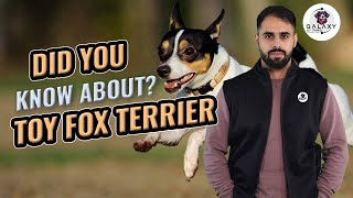 Did You Know About Toy Fox Terrier  Explained In 2 Minutes [upl. by Itsur]