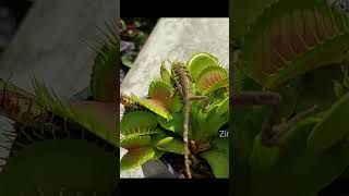 Venus Flytrap eats Salamander [upl. by Edmea]