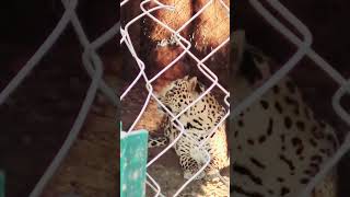 Aggressive leopard 🐆 in forestleopard forest nature leopardvideo jungle junglesafari [upl. by Hakym]