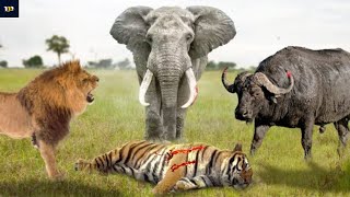 10 Animales Que ACABAN con un TIGRE en Segundos [upl. by Gnidleif]