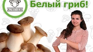 Выращивание Белый степной гриб или королевская вешенка [upl. by Herstein]