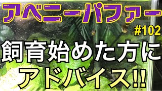 【アベニーパファー】飼育中‼︎ 102 飼育を始めた方にアドバイス‼︎ [upl. by Madson]