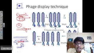 Phage display technique [upl. by Alleuqram126]