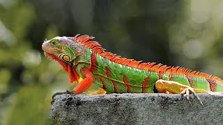 15 Most Beautiful Iguanas in the World [upl. by Eidak]