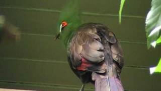 buffons turaco [upl. by Arquit]