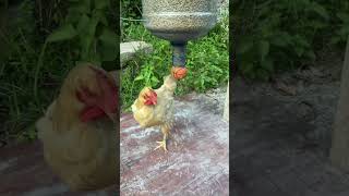 this machine feeds hens shortsvideo [upl. by Lerim]