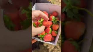 Picking Strawberrys  Garsons Farm Pick your Own Esher London UK [upl. by Yrdnal821]