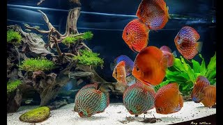 Most Beautiful Discus Planted Aquarium  Big Discus Fish Tank [upl. by Ahern]