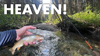 A Couple Days of Creek Fishing in the Mountains Tenkara Fly Fishing [upl. by Damita]