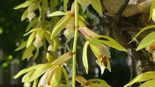 Coelogyne Rochussenii rebloom [upl. by Folly397]