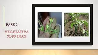 video explicativo fenologia del cultivo del tomate [upl. by Landsman]