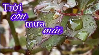 Trời còn mưa mãi tình ca Nhật Mayumi Itsuwa lời Việt Nhật Ngân [upl. by Enttirb]