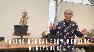 Making Bonsai From Hedging Honeysuckle [upl. by Ahsiemaj]